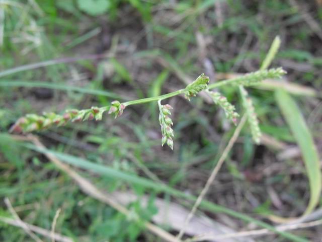 Echinochloa colona